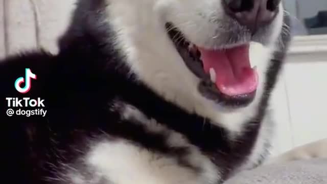 When you love playing with yourself dogs fany video
