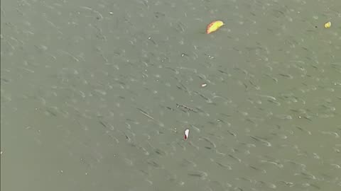Peanut bunker