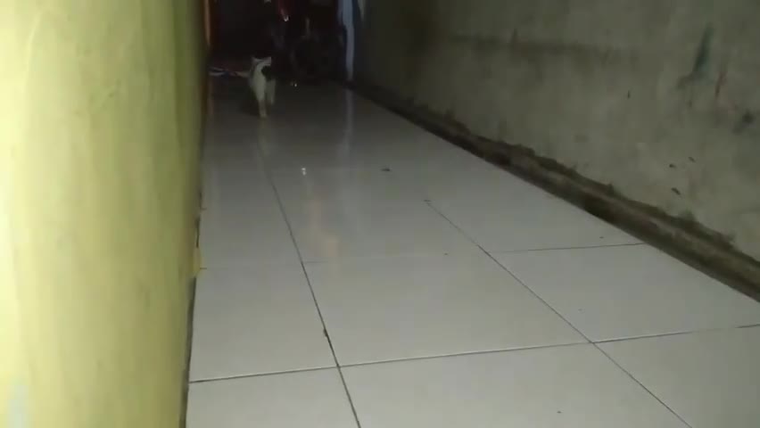 Funny Cat Videos-Try Not To Laugh