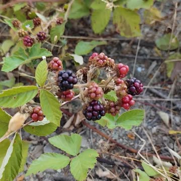Blackberries