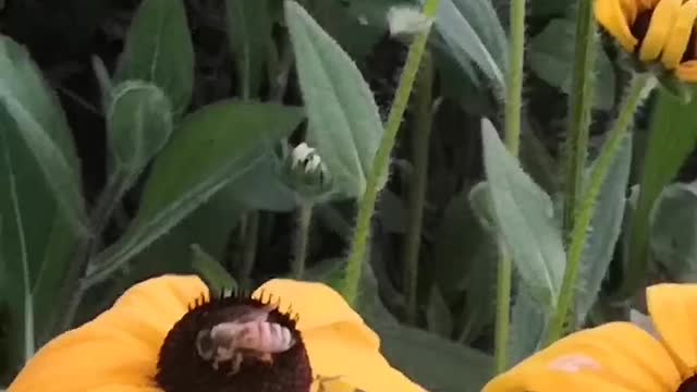 Busy collecting honey