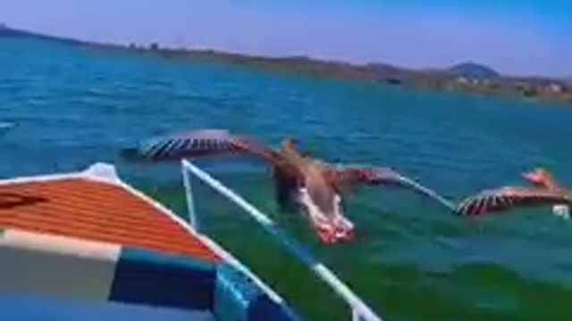 Must Watch. Birds Fly Along Side Boat. Nature Is Amazing