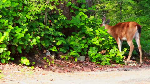 Deer in the jungle