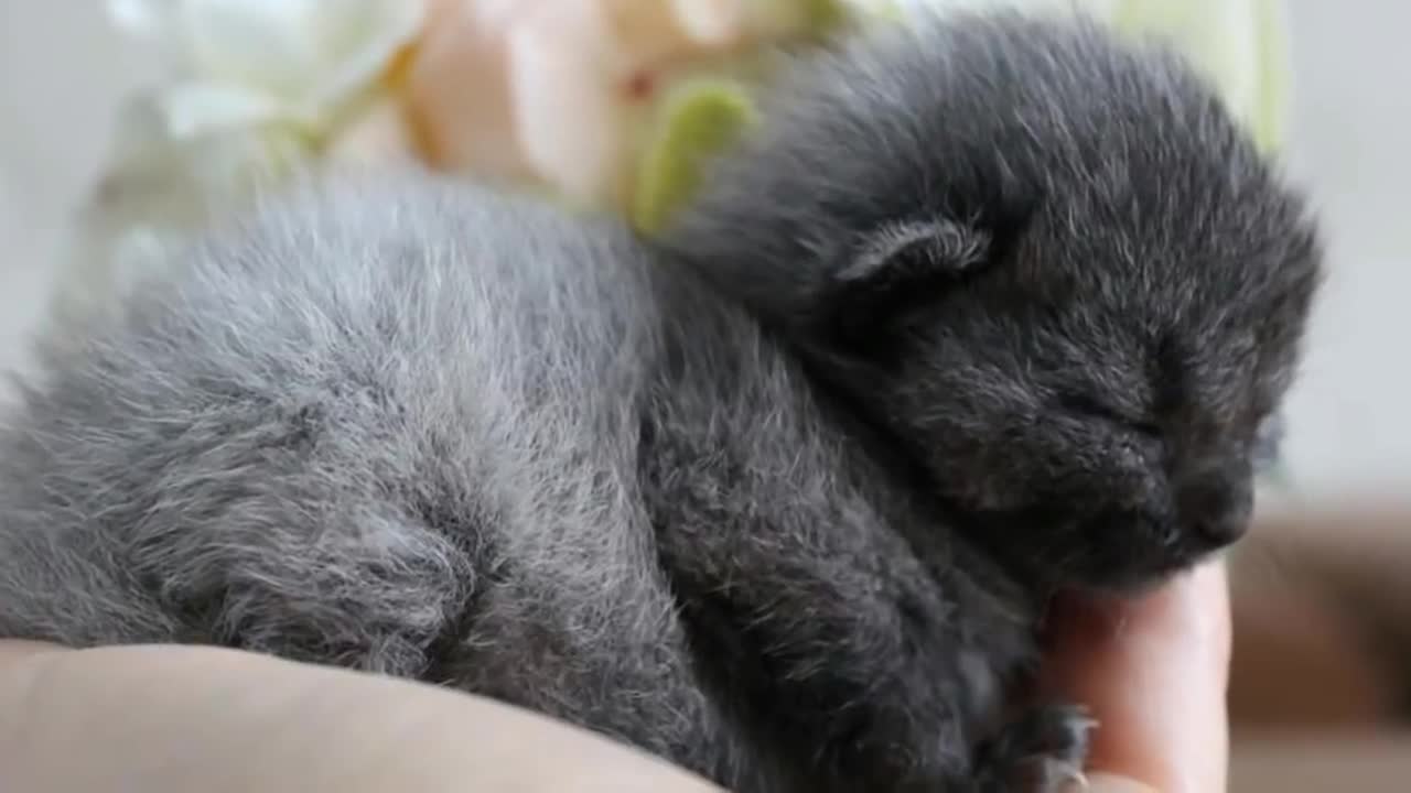 After A Couple Rescued This Lost Kitten, They Were Stunned When Its Fur Started To Change Colors