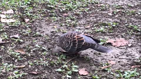 21_0323Squirrel & Pigeon