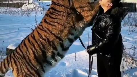 The power of tiger🐅