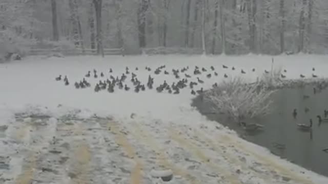 Amanda Grace Talks...Feeding the animals through Through the March 13 storm!!