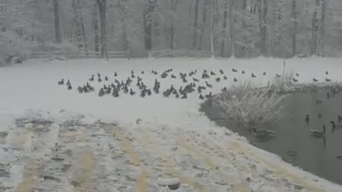 Amanda Grace Talks...Feeding the animals through Through the March 13 storm!!