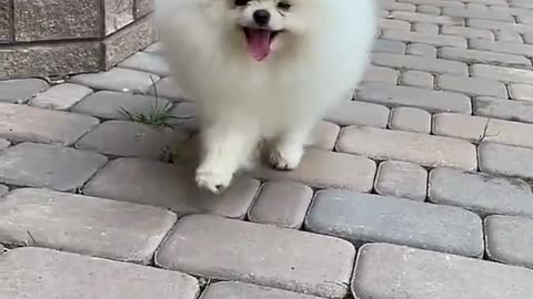 Very cute dog video #cute baby