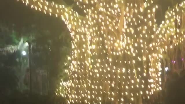 Flamingos in the dark 🦩