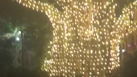 Flamingos in the dark 🦩