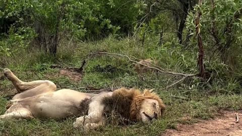 lion cub sneaking to lion father sleeping