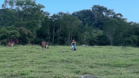 Cow Chases After Woman on Motorbike
