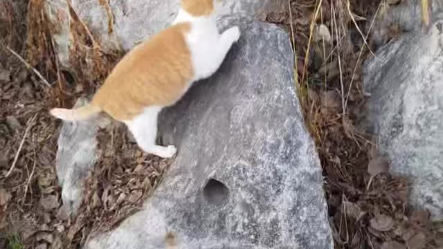 Tabby cat finds a house