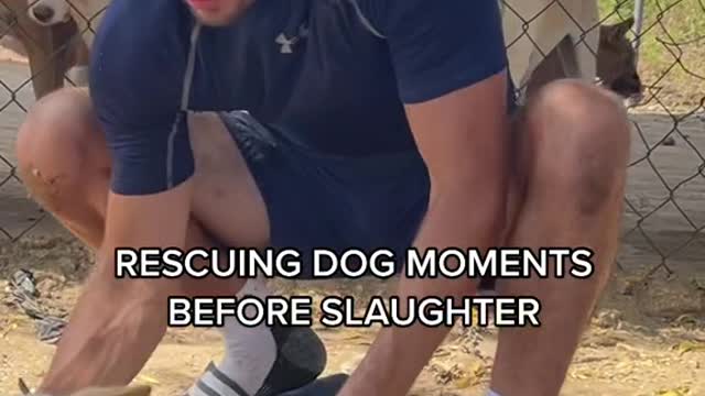Dog Savior