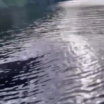 a crocodile that swims like a dolphin