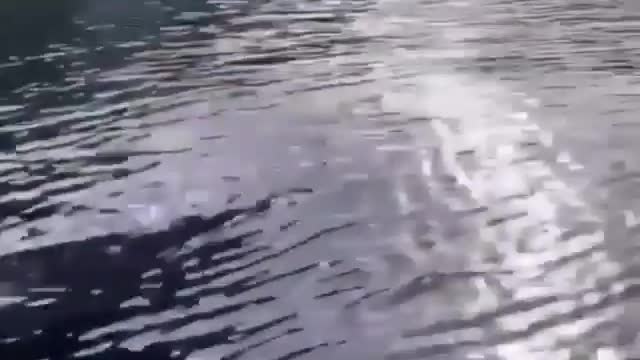 a crocodile that swims like a dolphin