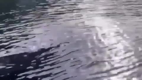 a crocodile that swims like a dolphin