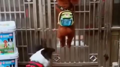 Funny Dog Videos