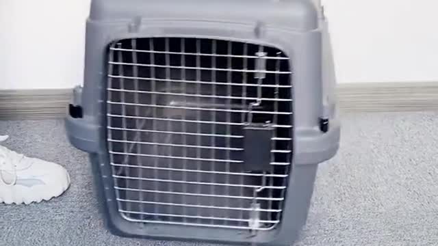 Dog Transport Box