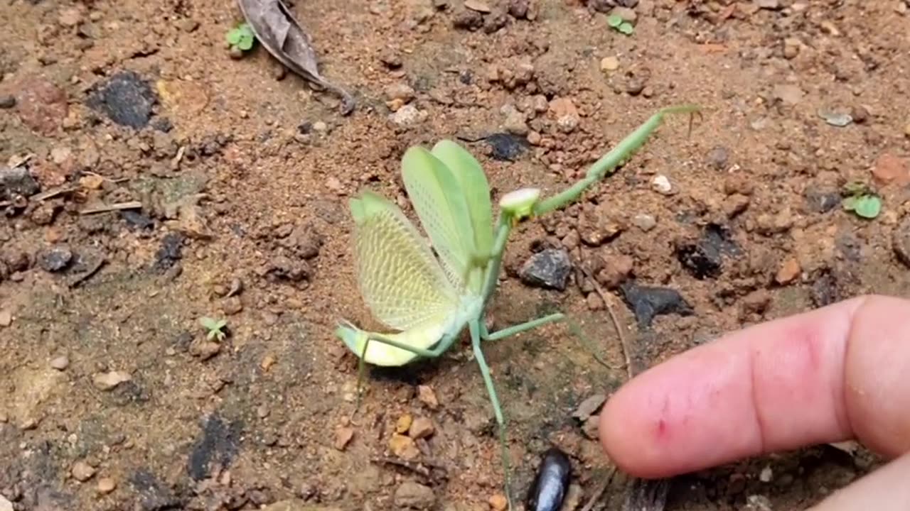 Speed or Determination? Praying Mantis vs Baby Tortoise