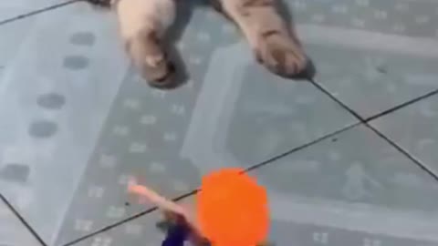 Funny and cute animals trying to laugh you