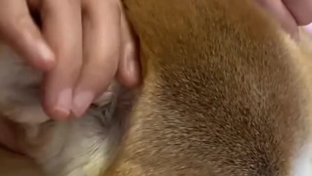 Shiba Inu engine🤪