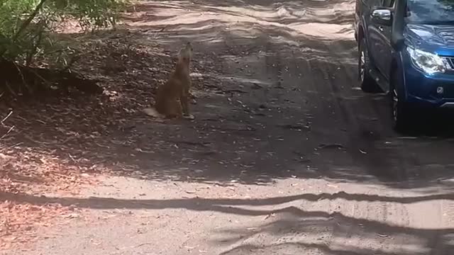 Wild Dingo Howls at Passerby's