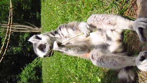 Lemur and a piece of bamboo