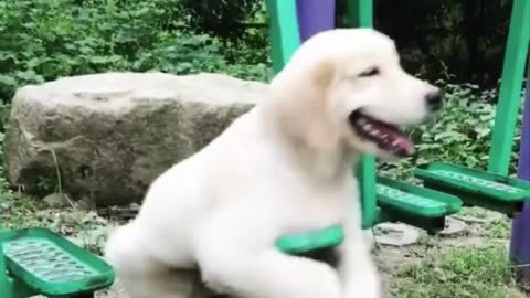 Cute animal Videos - Puppies doing the most adorable and funnies things!