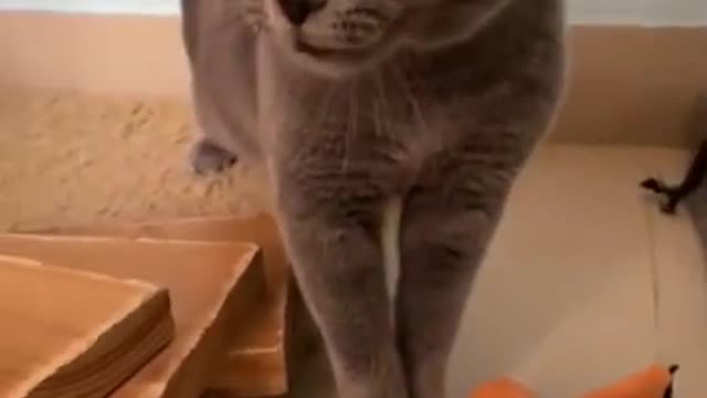 Cute and Funny Cat Videos 2021