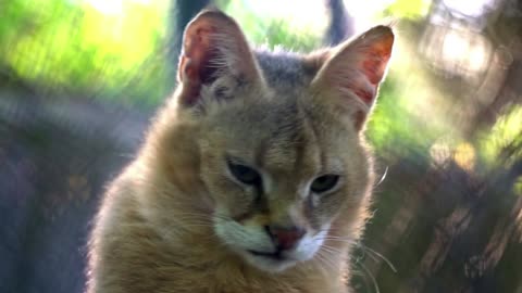 Close-up of sleepy Sand Cat