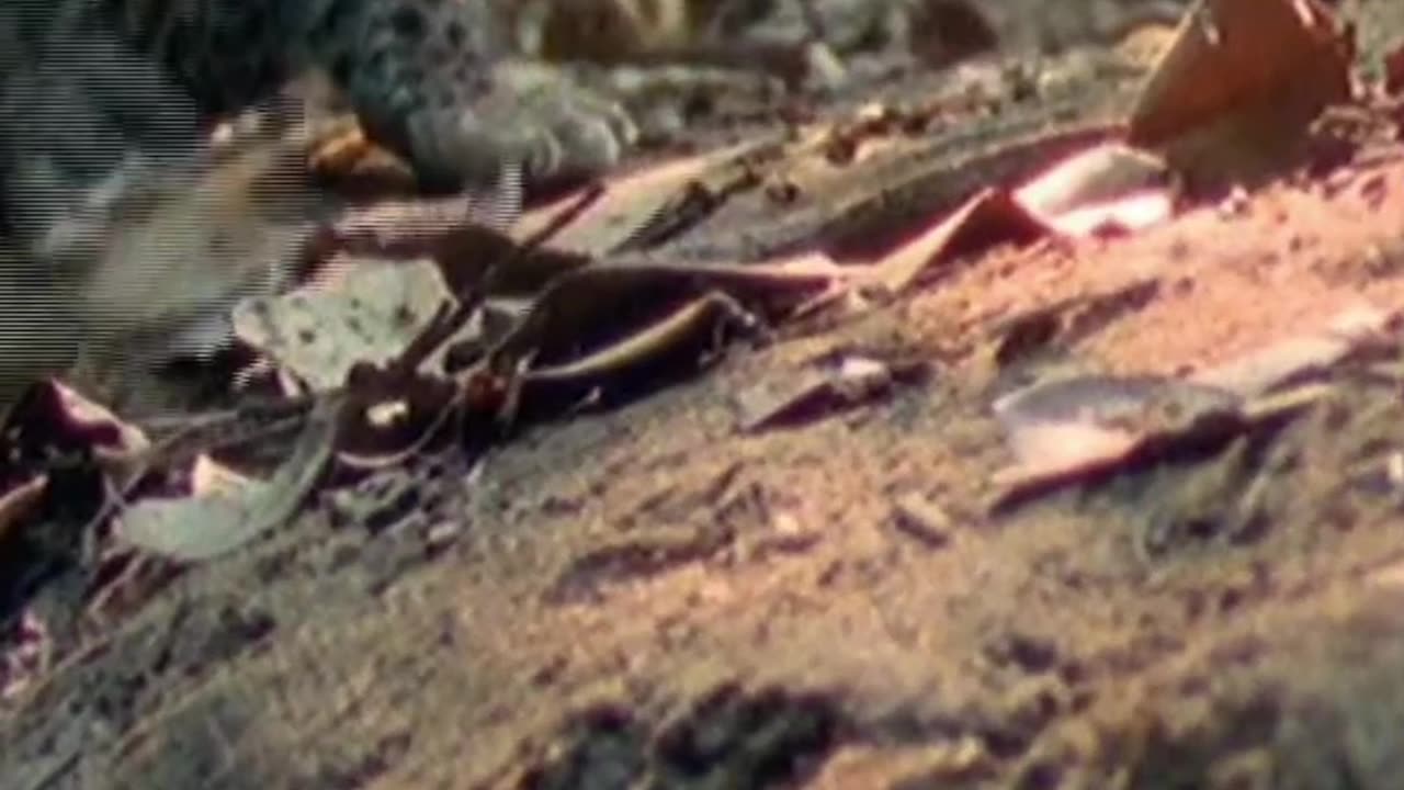 Los cachorros de jaguar lucen lindos, indefensos y tiernamente inocentes.