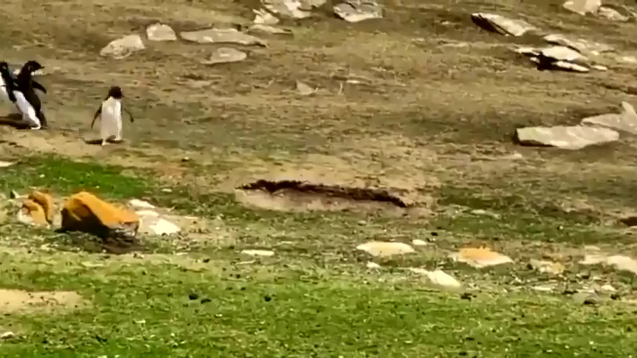 Two groups of penguins pass each other, stopping briefly to exchange information. This is so cute 🥰