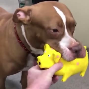 Adorable pup plays with his funny little pig toy