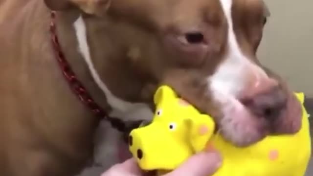 Adorable pup plays with his funny little pig toy