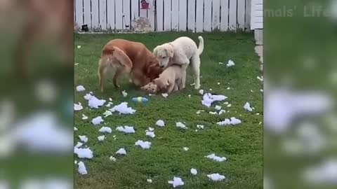 Funniest dogs & cats