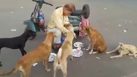 Kind Man feeds dogs