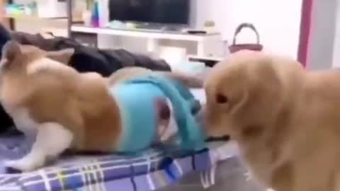 Olha o siumes desse cachorro