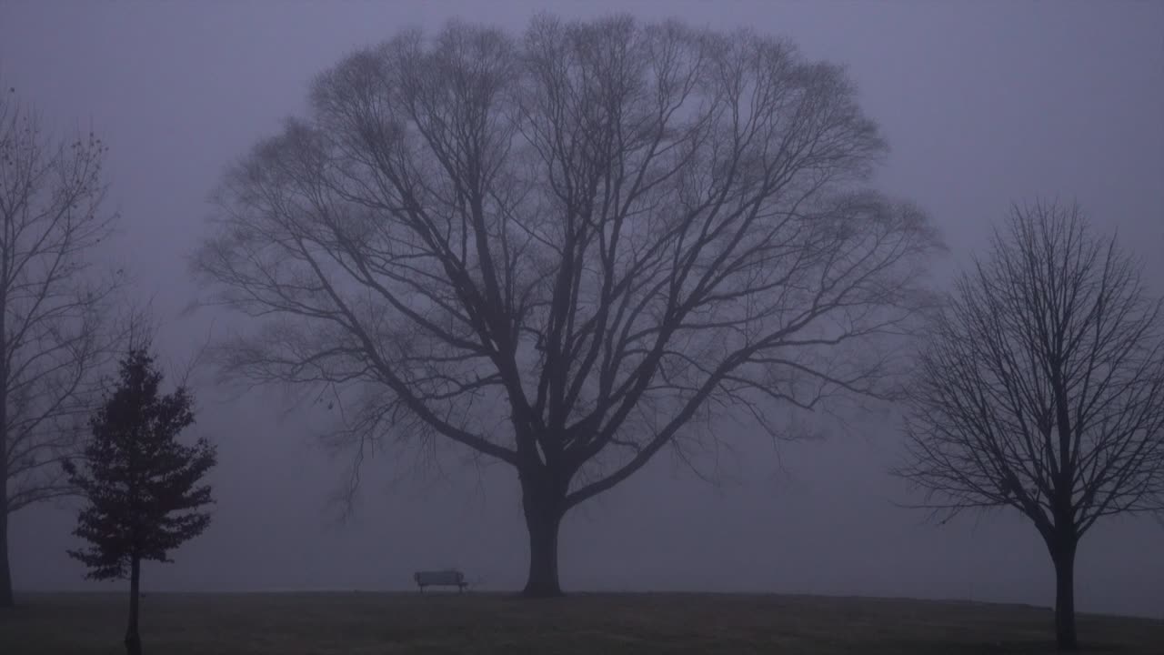 Foggy Night Dec 15 2024 Video with a surprise!