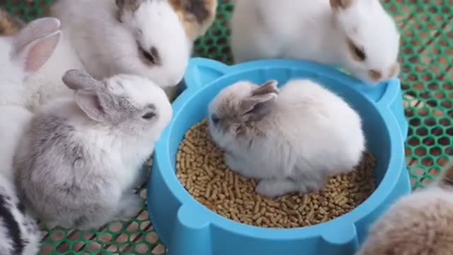 A group of baby bunnies is eating inside an iron cage.