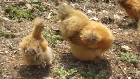 Mating dance of red gold pheasant (1)