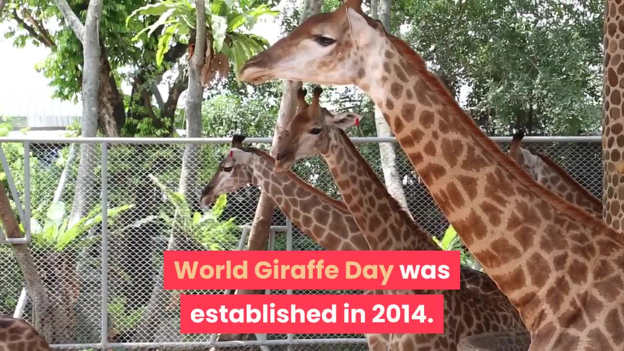 Interesting facts about the giraffe