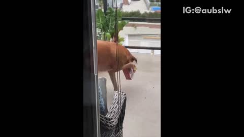 Brown dog head stuck in box of treats