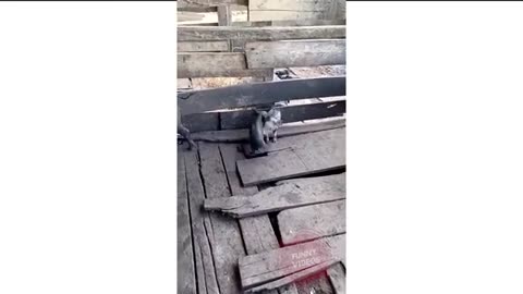 Animals SOO Cute! AWW Cute baby animals