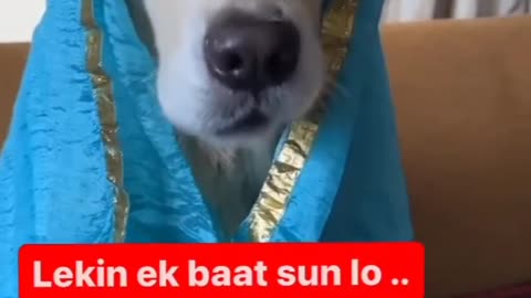 Funny video dog ka interesting