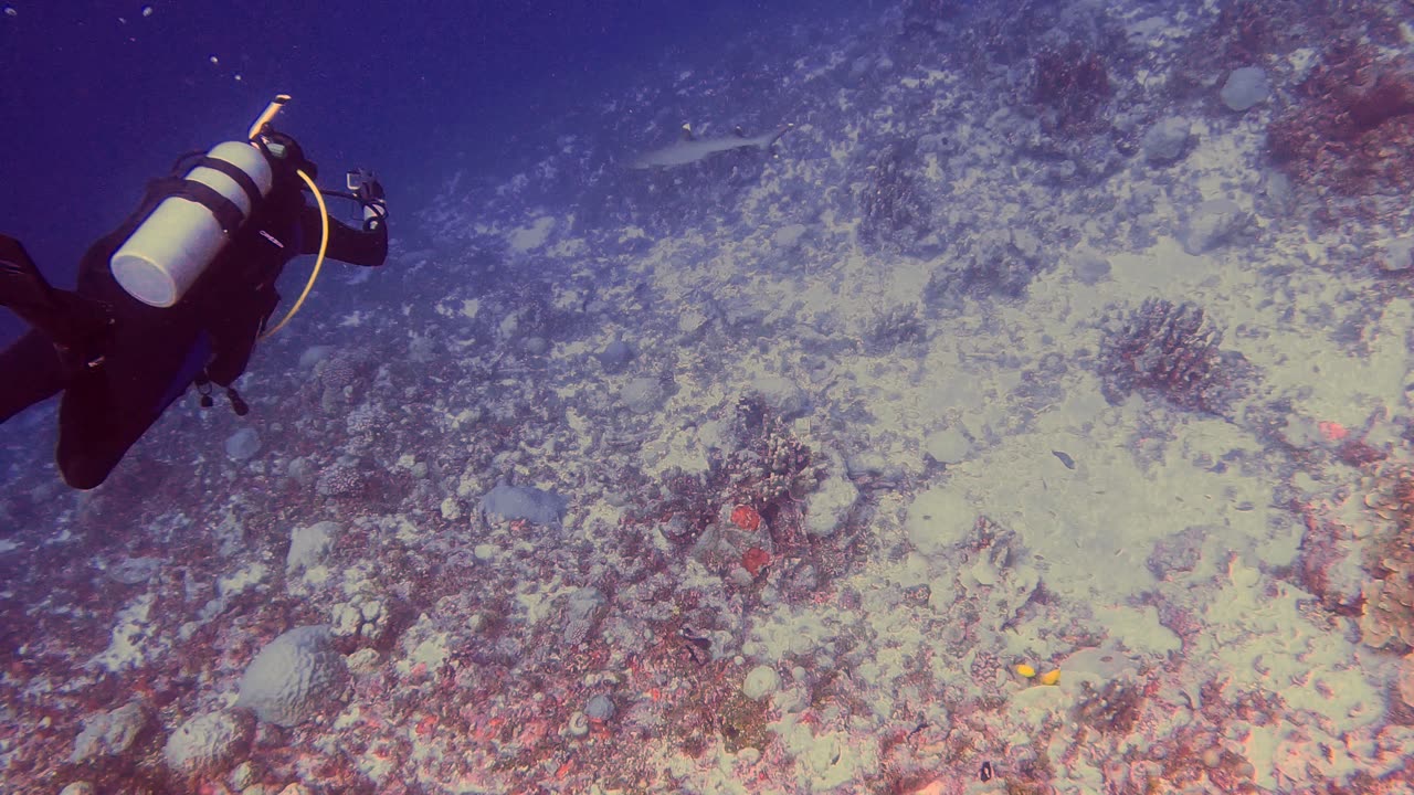 Close Encounter with Whitetip Reef Shark! 🦈 Scuba Diving Adventure