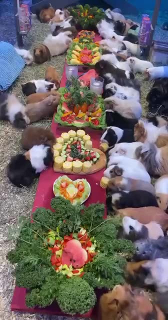 Guinea pigs are highly social critters