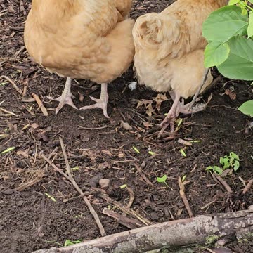 OMC! Bad camerawork but chickens are cute nevertheless! #chickens #cute #bad #camerawork #shorts