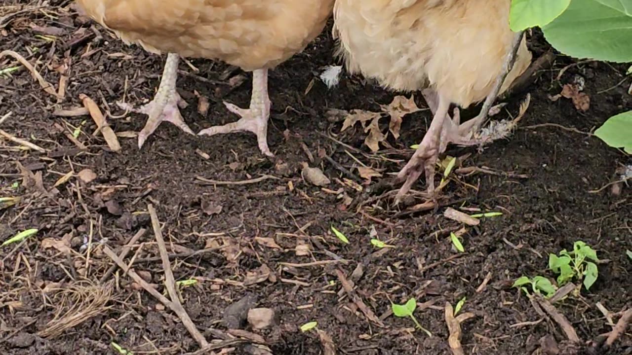 OMC! Bad camerawork but chickens are cute nevertheless! #chickens #cute #bad #camerawork #shorts